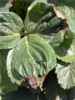 Calcium deficiency in strawberries ‘tip burn’, which appears as browning and crinkling at the edge of young leaves