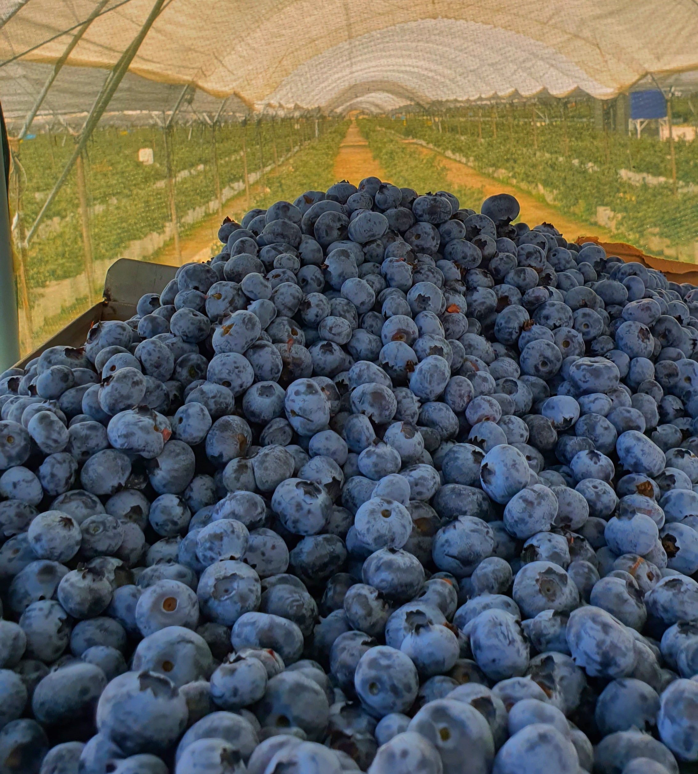 Blueberry – Supercharged calcium for a super fruit