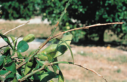 elongated orange leaf and twig dieback from copper deficiency