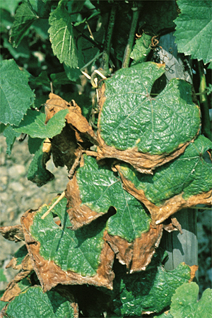 Calcium deficiency in grape leaves, with necrosis advancing toward centre of leaf and dark brown pimples on shoot bark