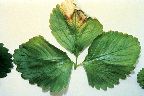 Copper deficiency symptoms in a strawberry leaf
