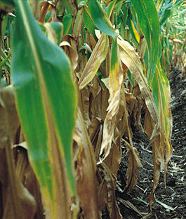 Nitrogen deficiency in corn, beginning on older leaves and progressing upward.