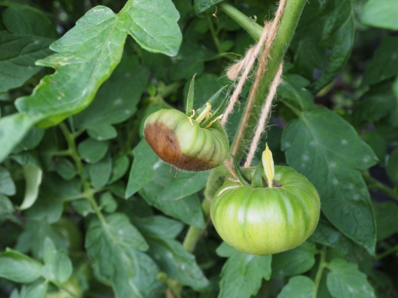 Calcium nutrient deficiency, blossom end rot of tomato