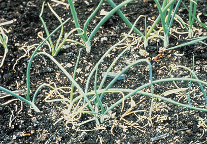 dieback and wilting leaves of molybdenum deficient onions