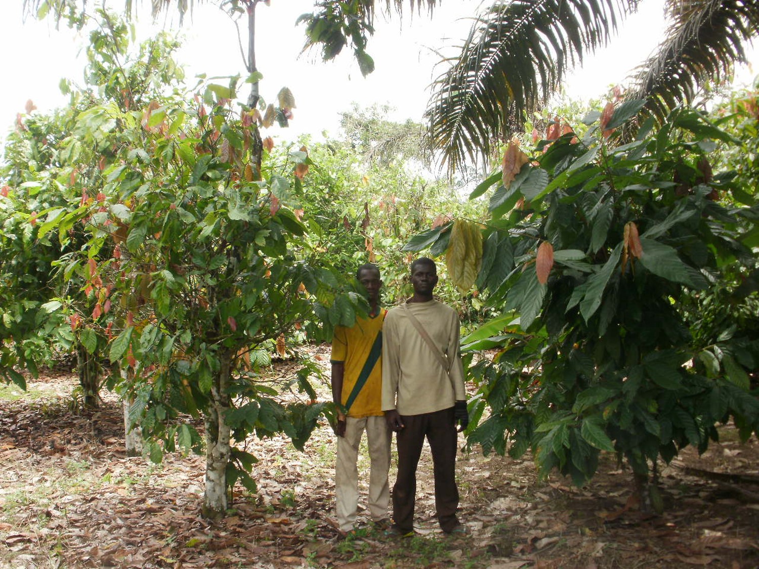 cocoa plantation