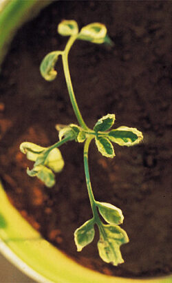 Calcium nutrient deficiency of leaves, tomato plant