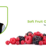 Soft Fruit Neil Holmes