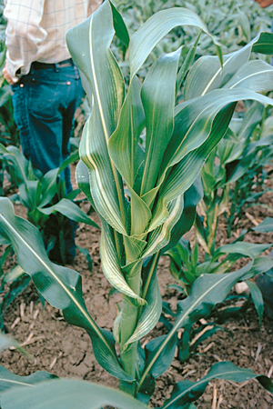 zinc deficiency corn