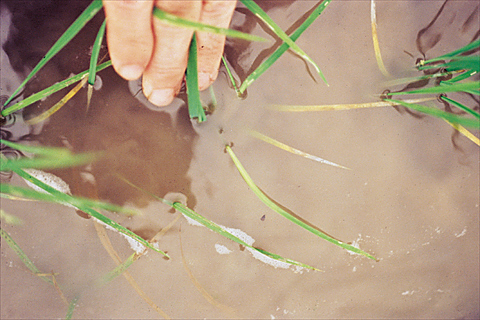 Zinc deficiency in seedling rice 