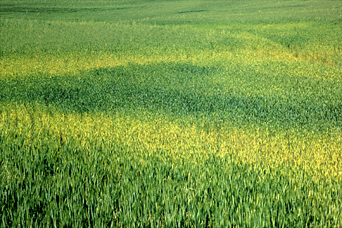 Nitrogen deficiency in wheat