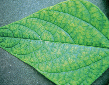 Early symptoms of interveinal chlorosis on young bean leaflet caused by manganese deficiency