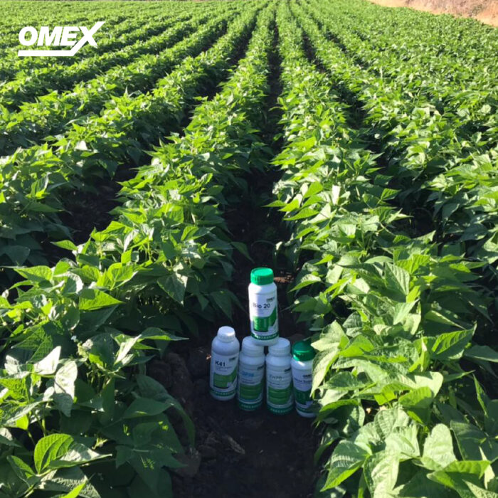 OMEX Foliar Programme used on green bean crop in Mexico