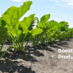 boosting beet production