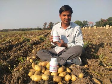 potato india