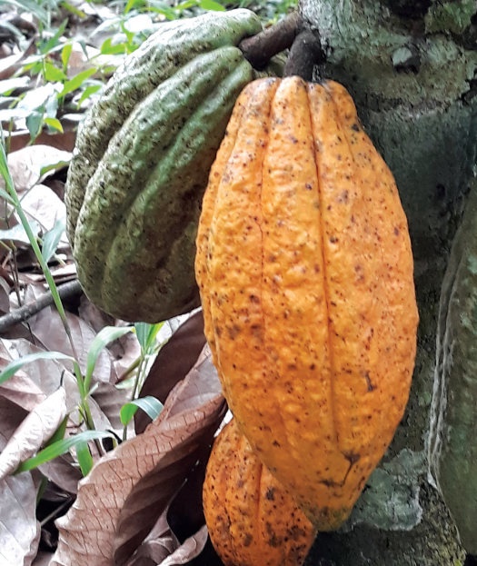 A nutrient solution for African cocoa