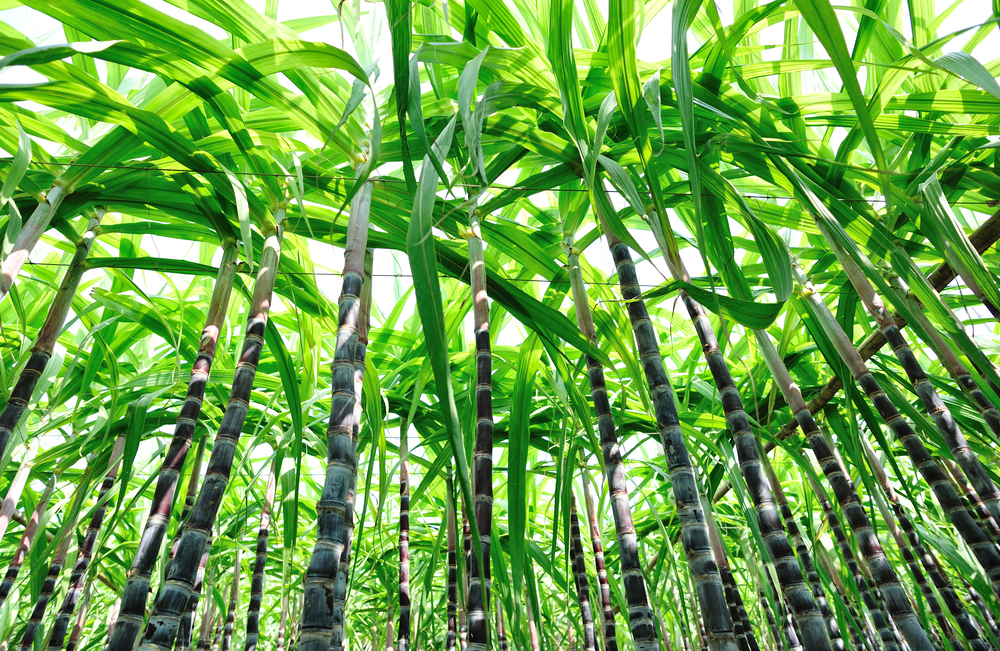 A soluble solution for the development of sugarcane setts