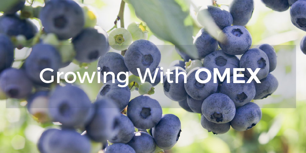 Growing with OMEX Horticulture