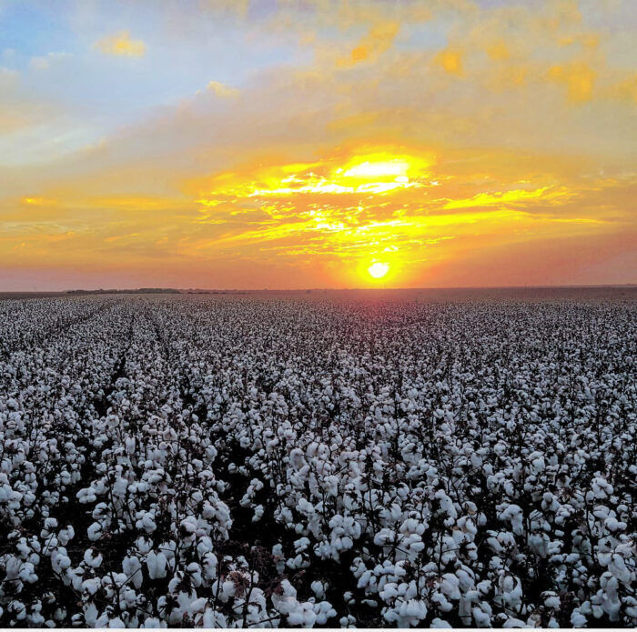 Climate change could aggravate the already serious insect pest problems for cotton.