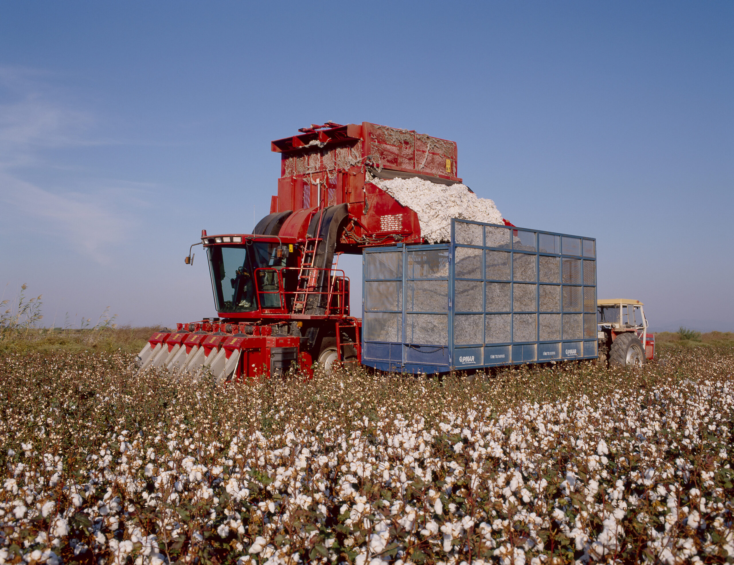 cotton harvest