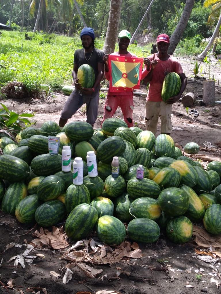 Wonderful watermelons from Grenada