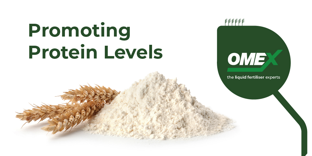promoting protein levels blog image
