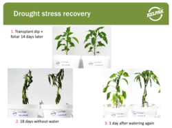 Horticultural Nutrition Drought Stress Recovery Kelpak