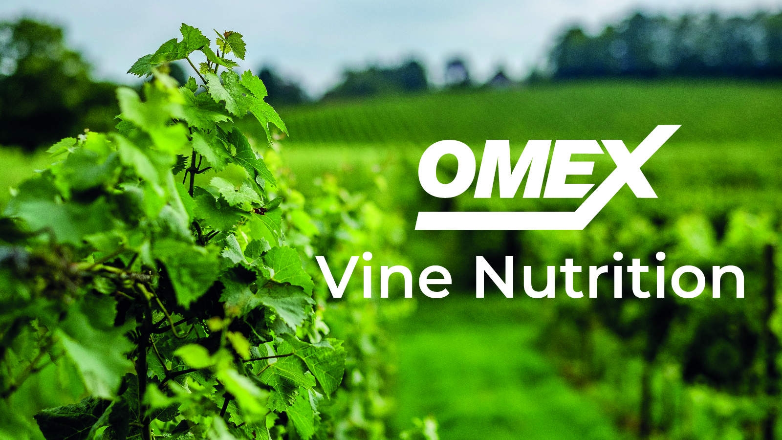 Nutrition for Vines