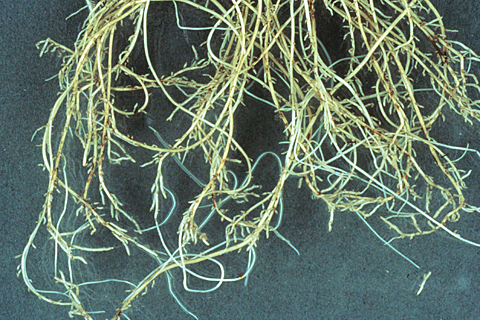 Stubby roots of boron deficient plants.