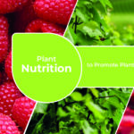 Plant Nutrition to Promote Plant Health