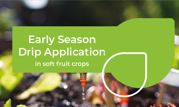 Early season drip application in soft fruit crops