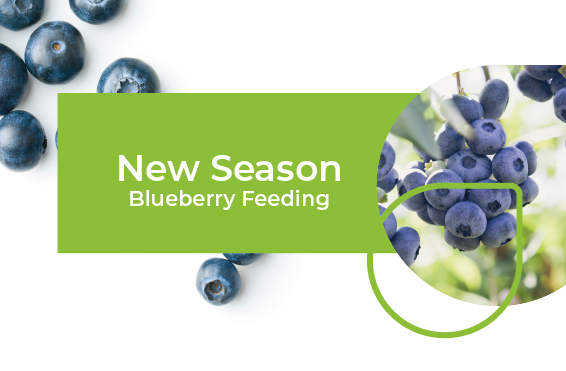 New Season Blueberry Feeding