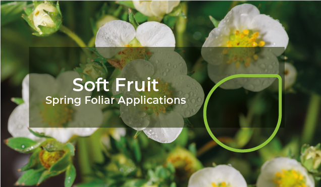 Spring foliar applications to support plant health