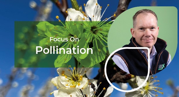 Focus on pollination