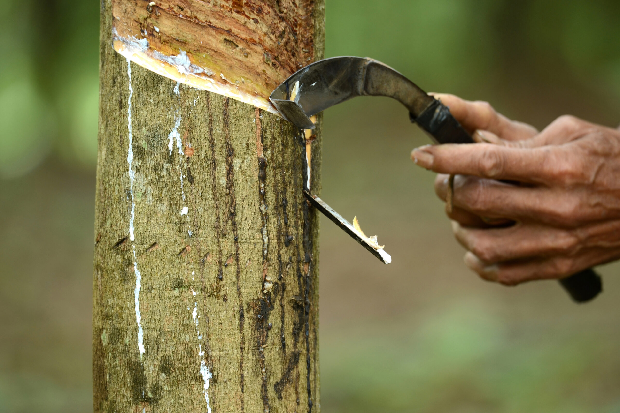 Using phosphites to suppress panel disease in rubber trees