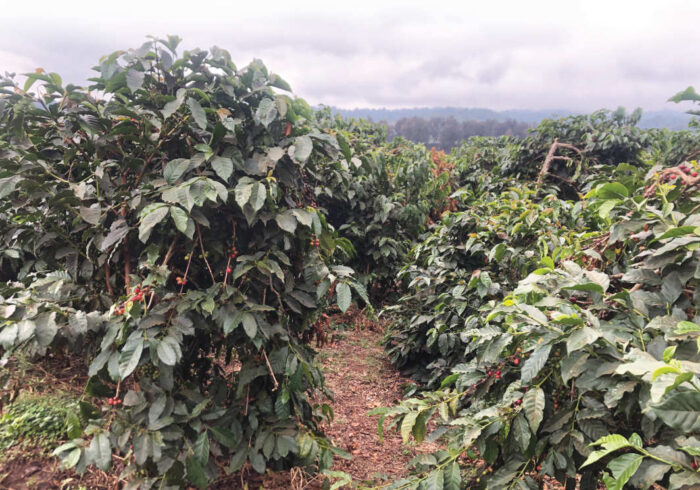 Predictions are that cultivation of coffee in traditional areas will becomeincreasingly unsustainable with encroaching climate change.
