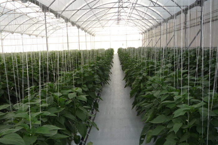 Production of vegetables like the sweet capsicum pepper seen here, can be shifted into environmentally controlledconditions to escape growth limiting heat and drought. 