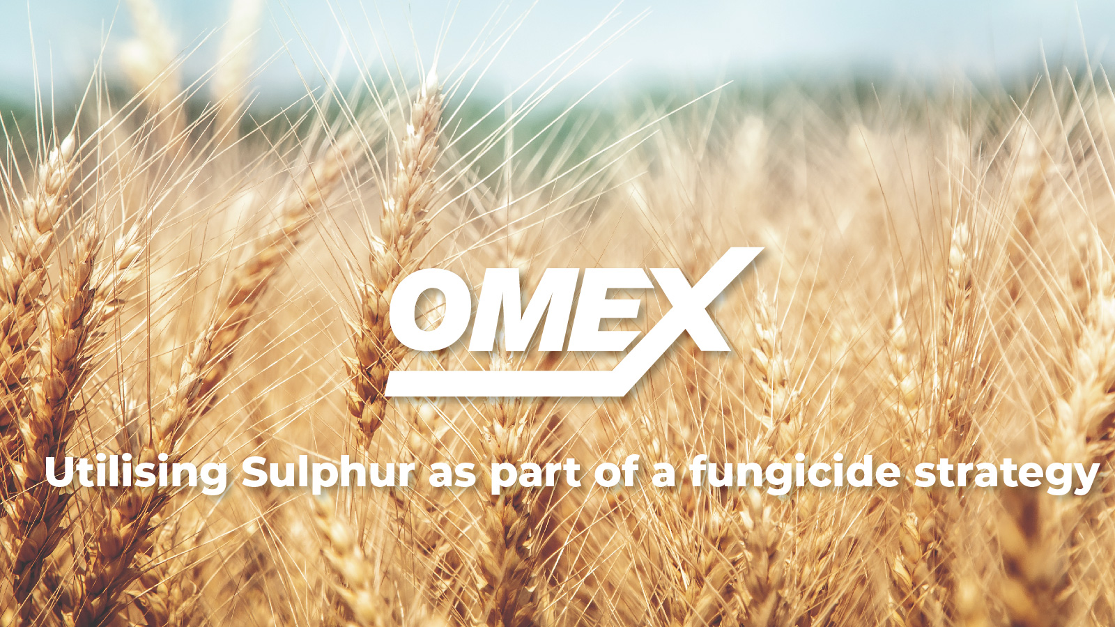 Utilising Sulphur as part of a fungicide strategy