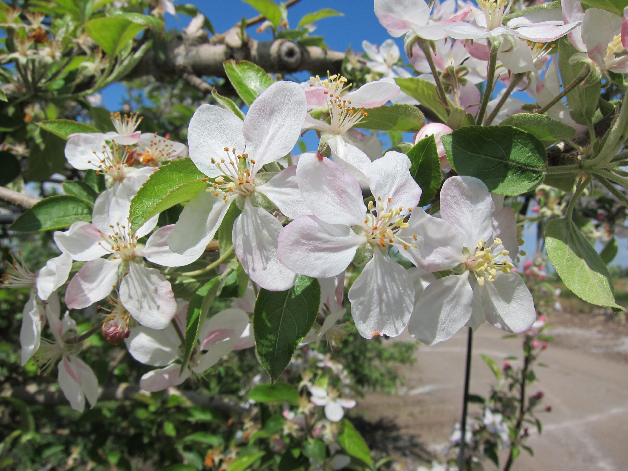 Thinning apple flowers to achieve optimal fruit production 🌸