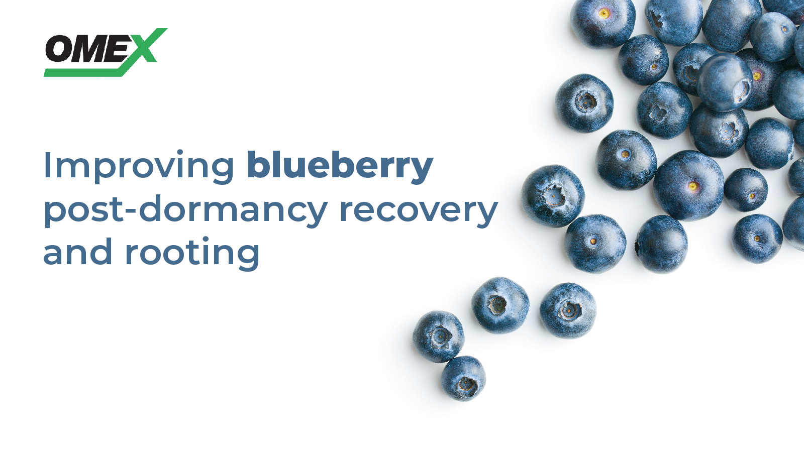Improving blueberry post-dormancy recovery and rooting
