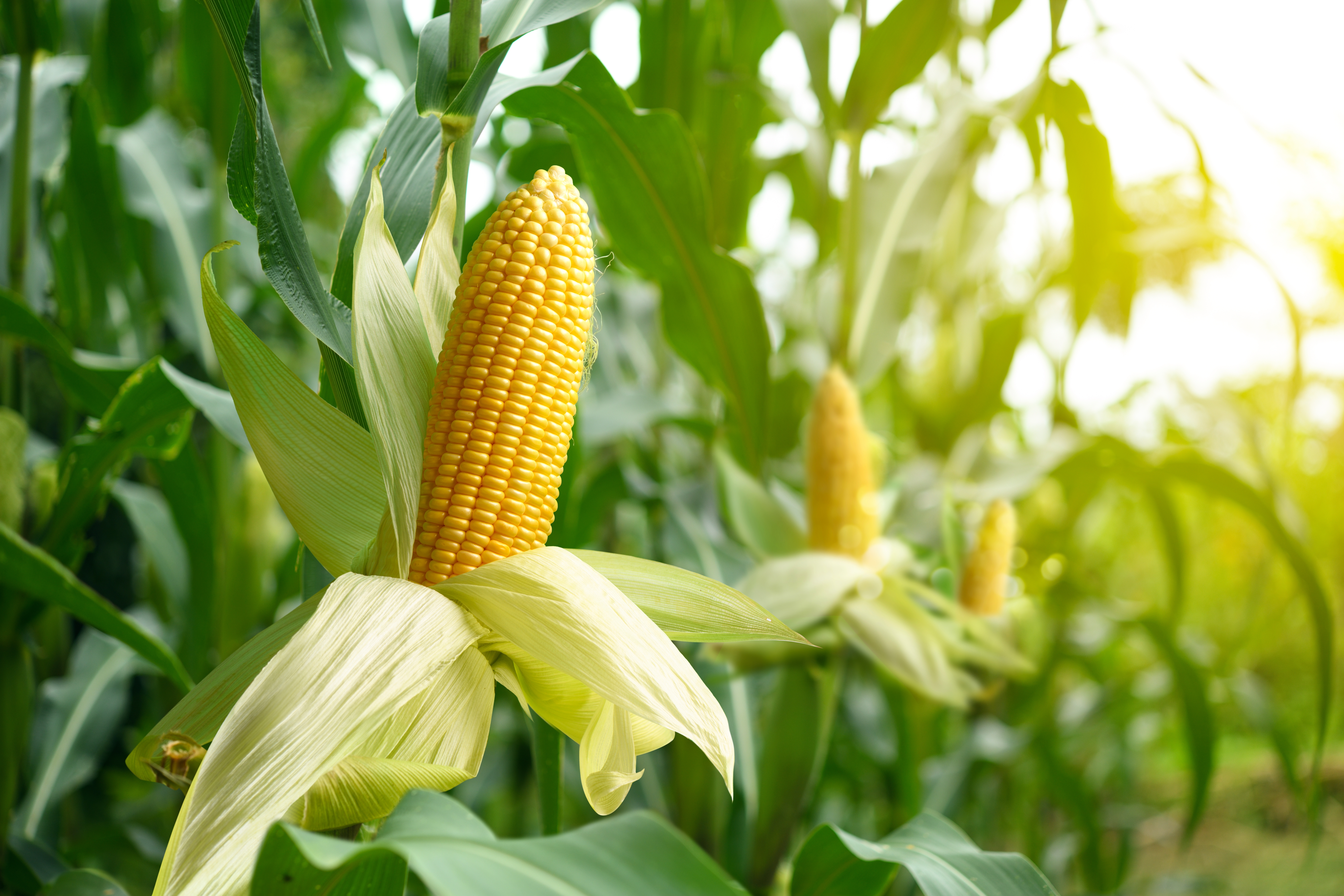 Maize – addressing zinc deficiency 🌽